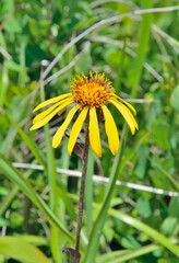 Yellow flower (Ligularia juluensis)