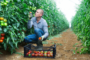 A cute man poses for a photographer in the process of picking tomatoes