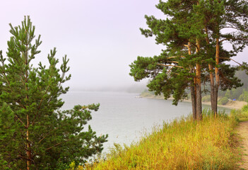 Fototapeta na wymiar Pine trees on the shore of the Berdsky Bay