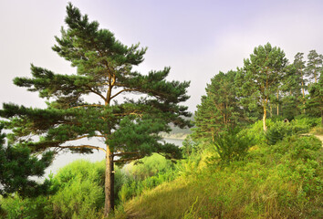 Obraz premium Pine trees on the shore of the Berdsky Bay