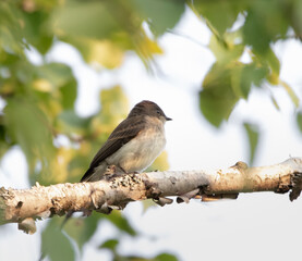 Eastern Phoebe (Sayornis phoebe) on a birch branch  in Algonquin Park with green nature background