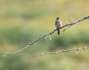Eastern Phoebe (Sayornis phoebe) on a branch  in Algonquin Park with green nature background