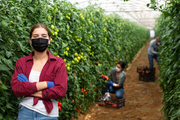 Three workers in face masks picking tomatoes inside big warm house