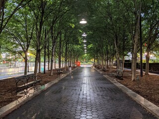 Obraz premium Tree under the rain, Downtown Manhattan, New York, NY - July 2021