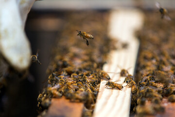 Small beekeeping farm in Mendocino, California.