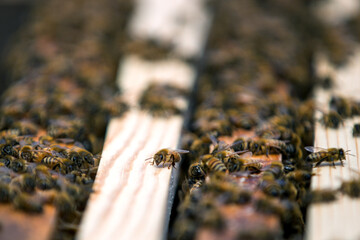 Small beekeeping farm in Mendocino, California.
