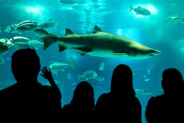 Fotobehang fish and shark aquarium. AquaRio, Rio de janeiro, Brasil. public aquarium © Andrea Soares