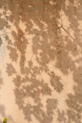 The shadow of the tree leaves on the old beige wall.