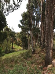 Municipio de Sacaca,  Norte de Potosi, Bolivia