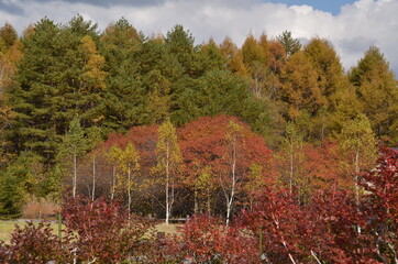 Obraz premium 開田高原 秋 紅葉