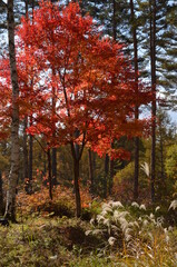 Fototapeta premium 開田高原 秋 紅葉