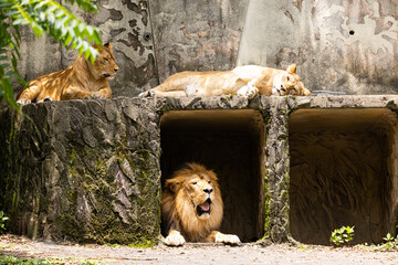 三角関係のライオン　広島県広島市安佐動物公園