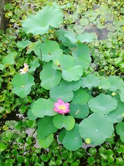 Lotus in August