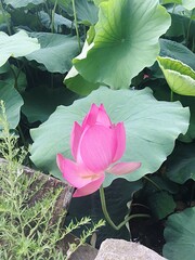 Lotus in August