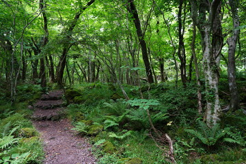 a fascinating summer forest in the sunlight