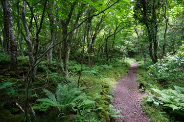 a fascinating summer forest in the sunlight