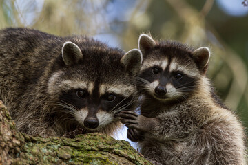 mother and young raccoon in a tree