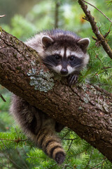 young raccoon hanging on a branch
