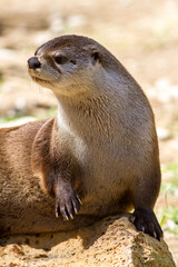 alert Oregon river otter