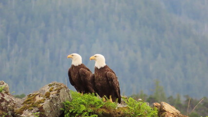 american bald eagle