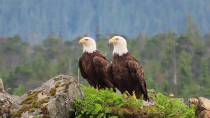 Alaskan Bald Eagles © Cameron