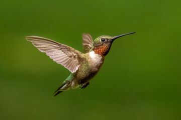 Obraz na płótnie Canvas A male Ruby-throated Hummingbird (Archilochus, colubris) in flight. Tennessee.
