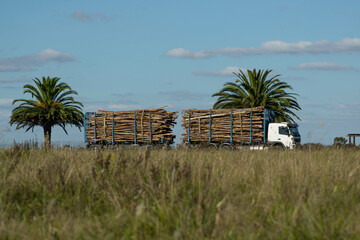 Truck traveling on a road with palm trees