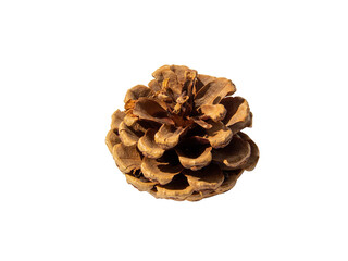 Brown pine cone on white background with clipping pass, template
