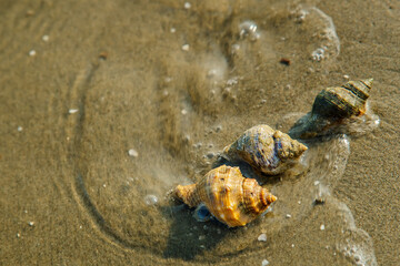 Sand Snails on the Beach in Louisiana