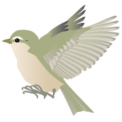かわいい野鳥ウグイスのはばたく ベクターイラスト 