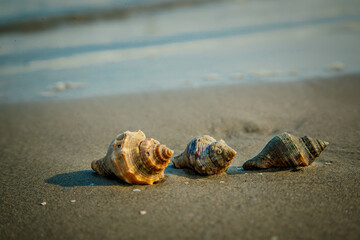 Sand Snails on the Beach in Louisiana