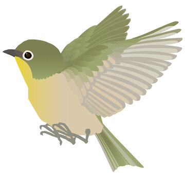 はばたく Images Browse 813 Stock Photos Vectors And Video Adobe Stock