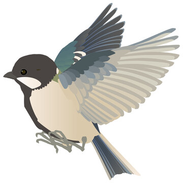 357 975 Best Petite Images Stock Photos Vectors Adobe Stock