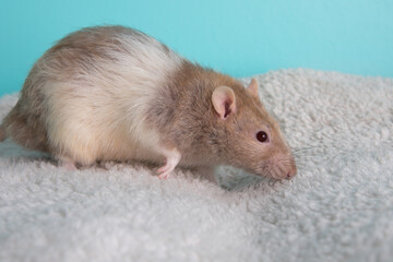 Brown and white pet rat portrait walking on blanket