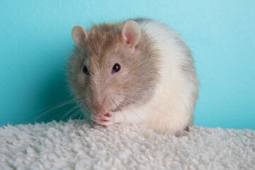Brown and white pet rat portrait on blanket