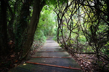 a charming walkway in a rainy forest