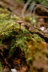 Inedible toadstool mushroom grows on an old log with moss in forest