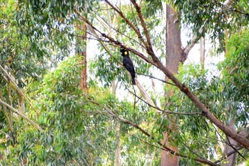 Yellow-tailed black cockatoo