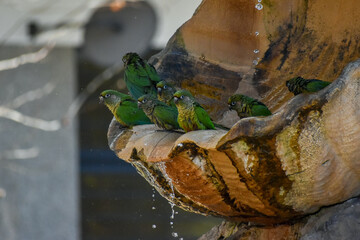 several maroon-bellied parakeet (Pyrrhura frontalis) in a fountain