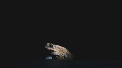 Naklejka premium Close up shot of a brownish color frog searching for food in the night 