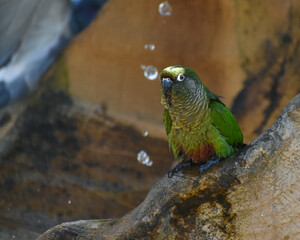 maroon-bellied parakeet (Pyrrhura frontalis) sitting at a fountain