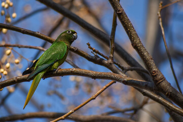 maroon-bellied parakeet (Pyrrhura frontalis) perching in a tree