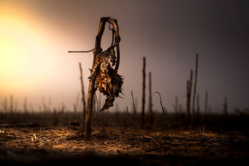 Dead, brown, sunflower in a fallow field at sunset. The scene is very apocalyptic, and feels like the end of the world. There entire scene is very dramatic, moody and barren. 
 - obrazy, fototapety, plakaty