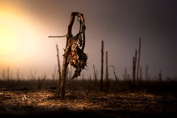 Foto op Plexiglas Dead, brown, sunflower in a fallow field at sunset. The scene is very apocalyptic, and feels like the end of the world. There entire scene is very dramatic, moody and barren.   © Scott Book