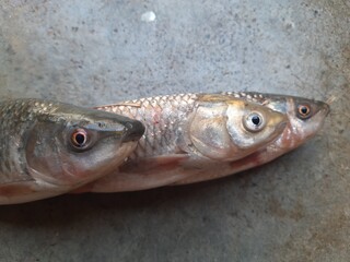 Rohu fish. It is a species of fish of the carp family. its other names rui fish, roho labeo, Labeo...