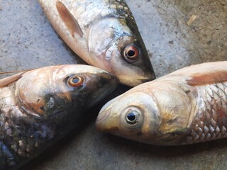 Rohu fish. It is a species of fish of the carp family. its other names rui fish, roho labeo, Labeo...