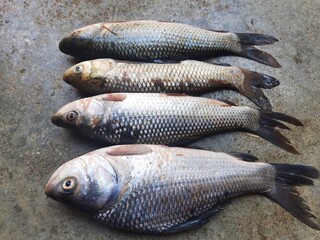 Rohu fish. It is a species of fish of the carp family. its other names rui fish, roho labeo, Labeo rohita.Its found in rivers in South Asia. It is a large omnivore and extensively used in aquaculture.