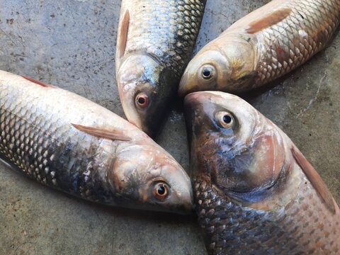 Labeo Bilder Durchsuchen 301 Archivfotos, und Videos