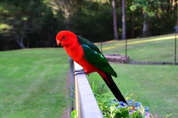 Male King Parrot