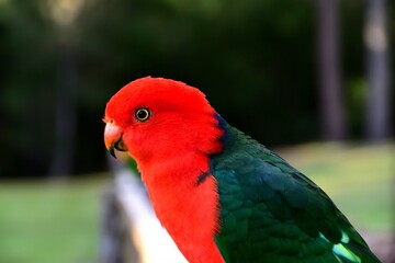 Male King Parrot
